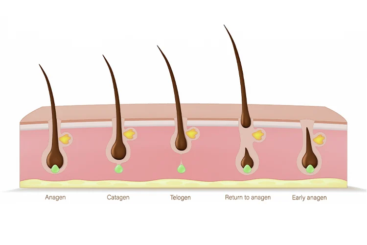 Infografik zum Haarzyklus und den verschiedenen Phasen - Anagen, Catagen, Telogen