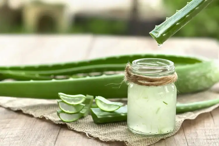 Eine Aloe Vera Pflanze, die geschnitten und verarbeitet wurde, um eine Tinktur herzustellen