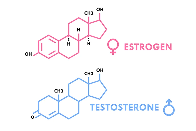 Eine Visualisierung der Zusammensetzung von Östrogen und Testosteron-Molekülen