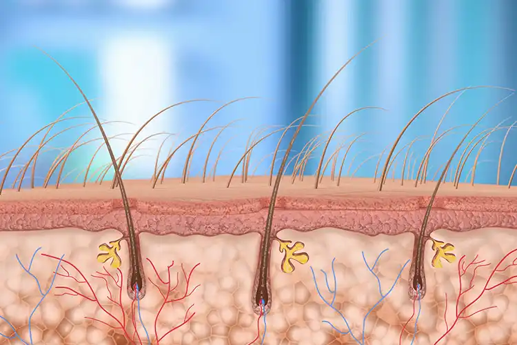 Eine Illustration von Haarfolikeln, wie sie in der Kopfhaut strukturiert sind