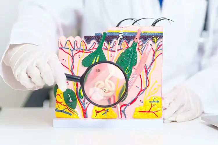 Ein Mediziner betrachtet mit einer Lupe ein Modell der menschlichen Haut mit sichtbaren Haaren und Haarfollikeln zur Veranschaulichung von Struktur und Aufbau.